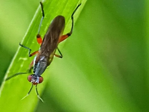 Red flies Stock Photos