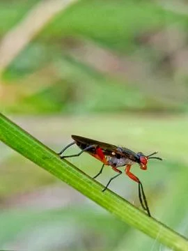 Red flies Stock Photos