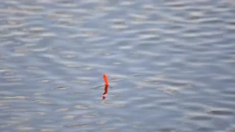 A red float fishing on the water Stock Footage 169502269