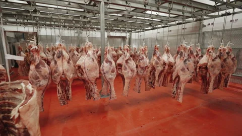 Red Floor Meat Hanging Cooler Packed with Split Beef Halves Video stock 340262984