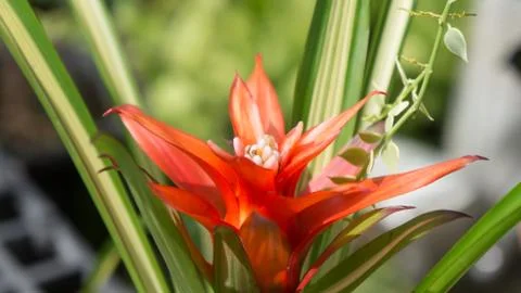 Red flora Stock Photos