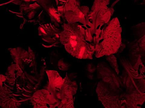 Red floral background texture with dramatic lighting Stock Photos