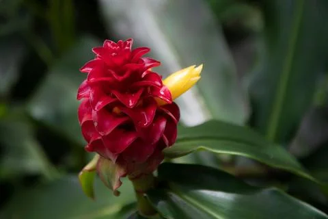 Red Flover pattern, tropical flowers background. Red hawaiian ginger Alpinia Stock Photos