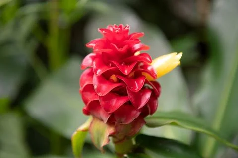 Red Flover pattern, tropical flowers background. Red hawaiian ginger Alpinia Stock Photos