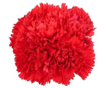 Red flowe carnation isolated on white Stock Photos