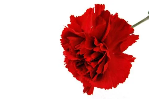 Red flowe carnation Stock Photos