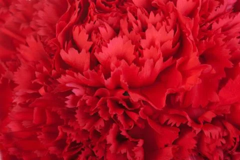 Red flowe carnation texture Stock Photos