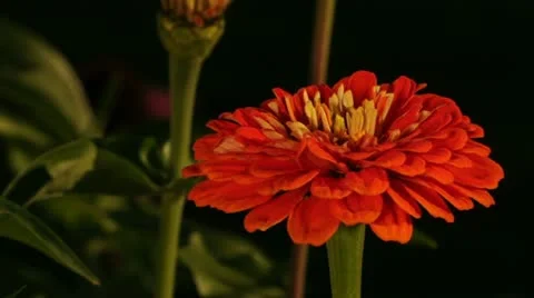 Red Flower 037757 Stock-Footage 12170222