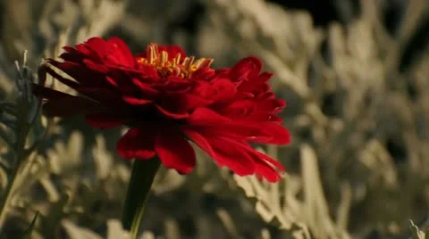Red Flower 037777 Stock Footage 12170220