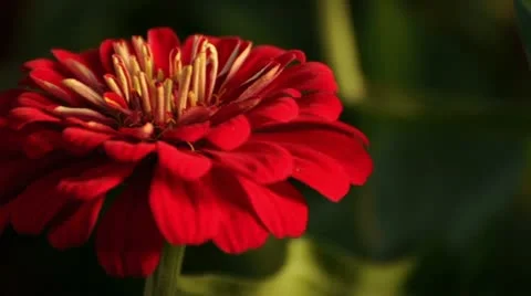 Red Flower 037779 Stock Footage 12170215