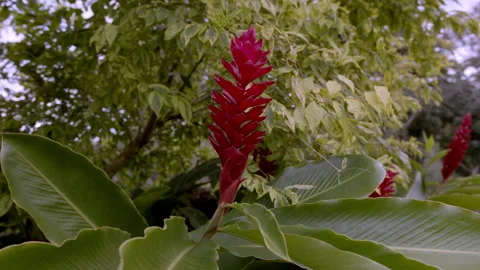 Red Flower 1 Stock Footage 262873005