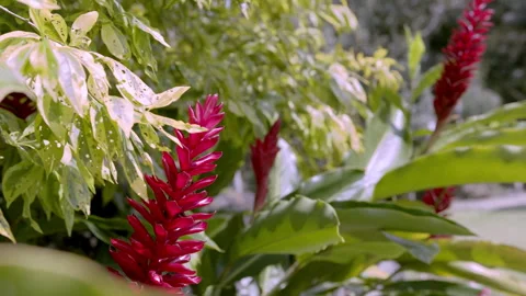 Red Flower 2 Stock Footage 262872465