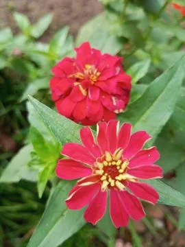 Red Flower 2 库存照片
