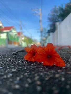 Red flower (2) Stock Photos