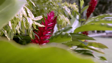 Red Flower 3 Stock Footage 262870857