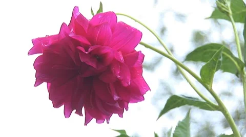 Red flower 4 Stock Footage 8157849