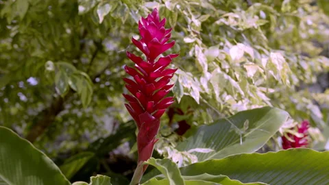 Red Flower 4 Video stock 262870781