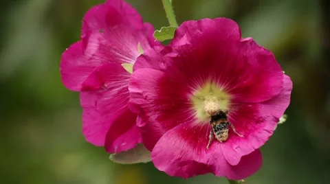 Red Flower and Bee Macro Vídeo Stock 8555206