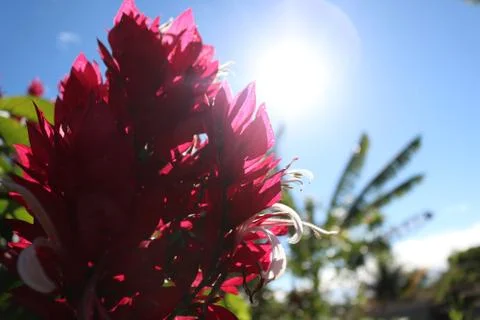 Red flower and blue sky Stock Photos