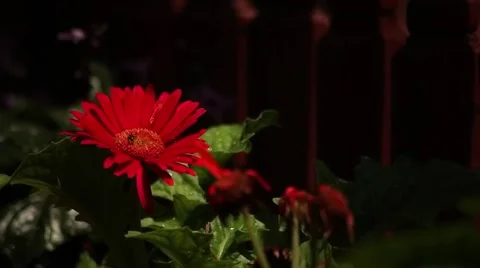 Red flower and fly Stock Footage 40649322