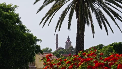 Red flower and a palm tree with an ancient building in the background Stock Footage 267485088