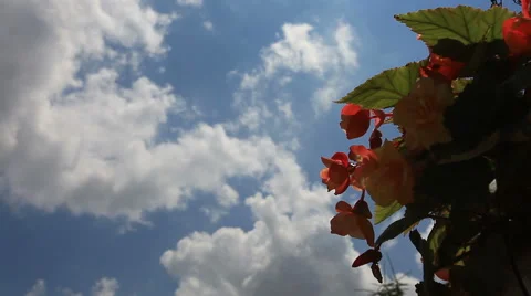 Red flower and sky Stock Footage 41763009