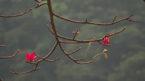 Red flower and trees in background, Lamjung, Nepal 動画素材 139689616