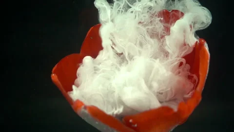 Red Flower And White Paint Stock Footage 94327593