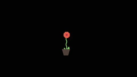 Red flower animation on black background,best animation in 4k. Stock Footage 201005944