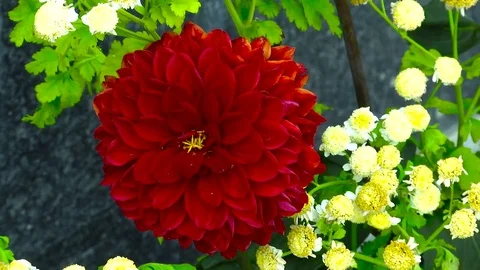 Red Flower Ant Stock Footage 78770537