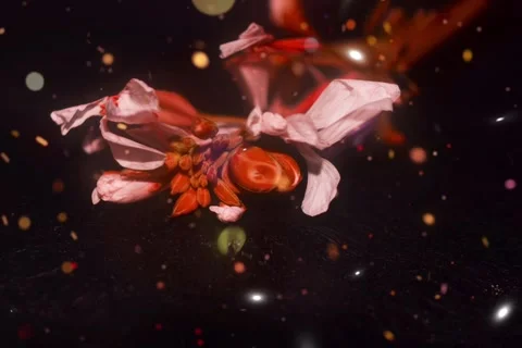 Red flower background animation video 1080p Stock Footage 297693915