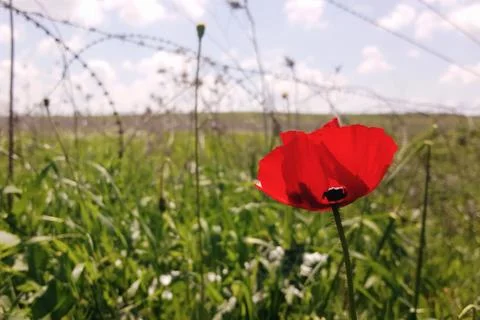 Red flower on the background of barbed wire Stock Photos