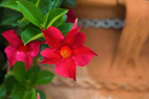Red flower on a background of earthenware jug Stock Photos