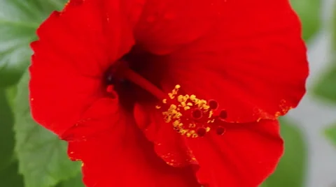 Red flower on a background of green leaves Stock Footage 51007385