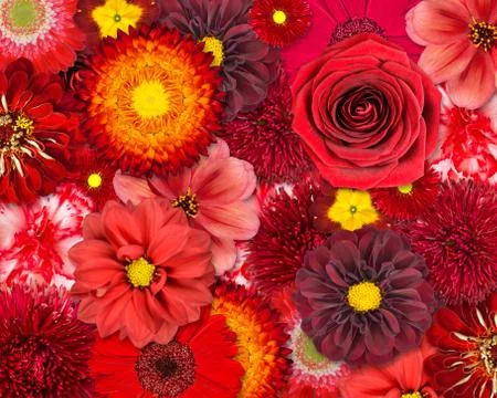 Red Flower Background Stock Photos