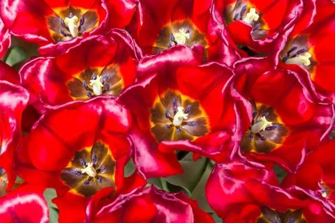 Red Flower Background Stock Photos
