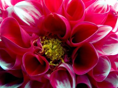 Red flower background 스톡 사진