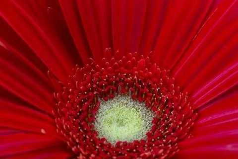 Red flower background Stock Photos