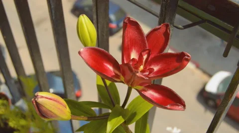 Red Flower On Balcony Vídeo Stock 65789737