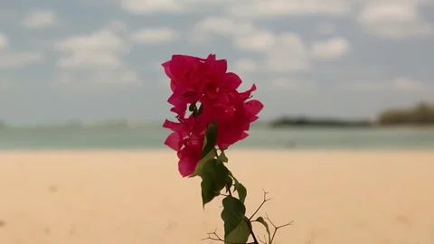 Red flower on the beach moving in the wind Stock Footage 340959831