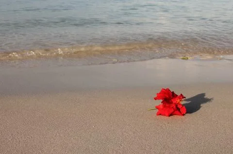 Red flower on the beach Stock Photos
