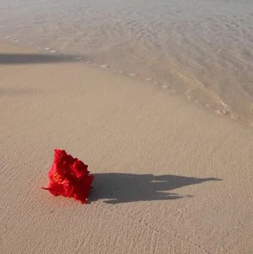 Red flower on the beach Stock Photos