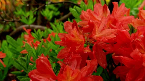 Red flower bed in garden Stock Footage 159274946