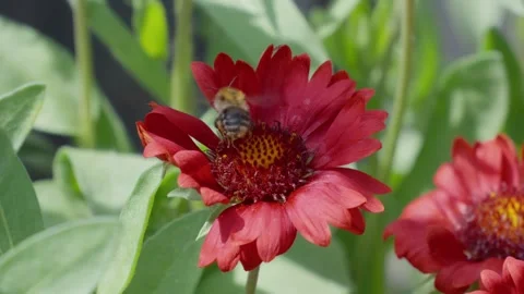 Red flower with a bee collecting nectar. Green leaves surround the bloom Stock Footage 345255784