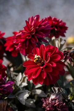 Red flower with a bee Stock Photos