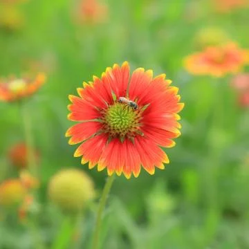 Red flower with bees Stock Photos
