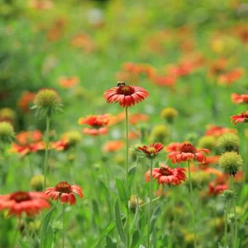 Red flower with bees Stock Photos