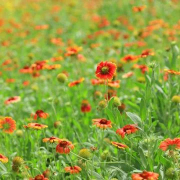 Red flower with bees Stock Photos