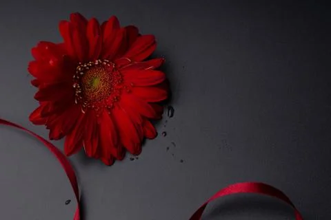 Red flower on a black background Stock Photos