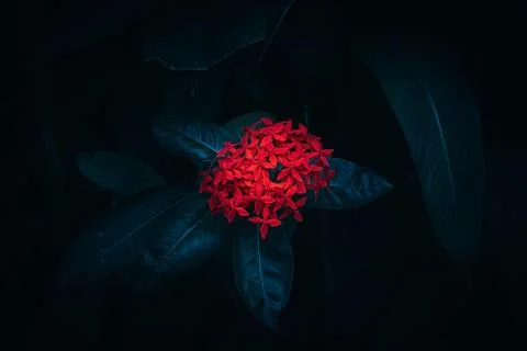 Red flower in black background, selective focus, selective focus on subject Stock Photos